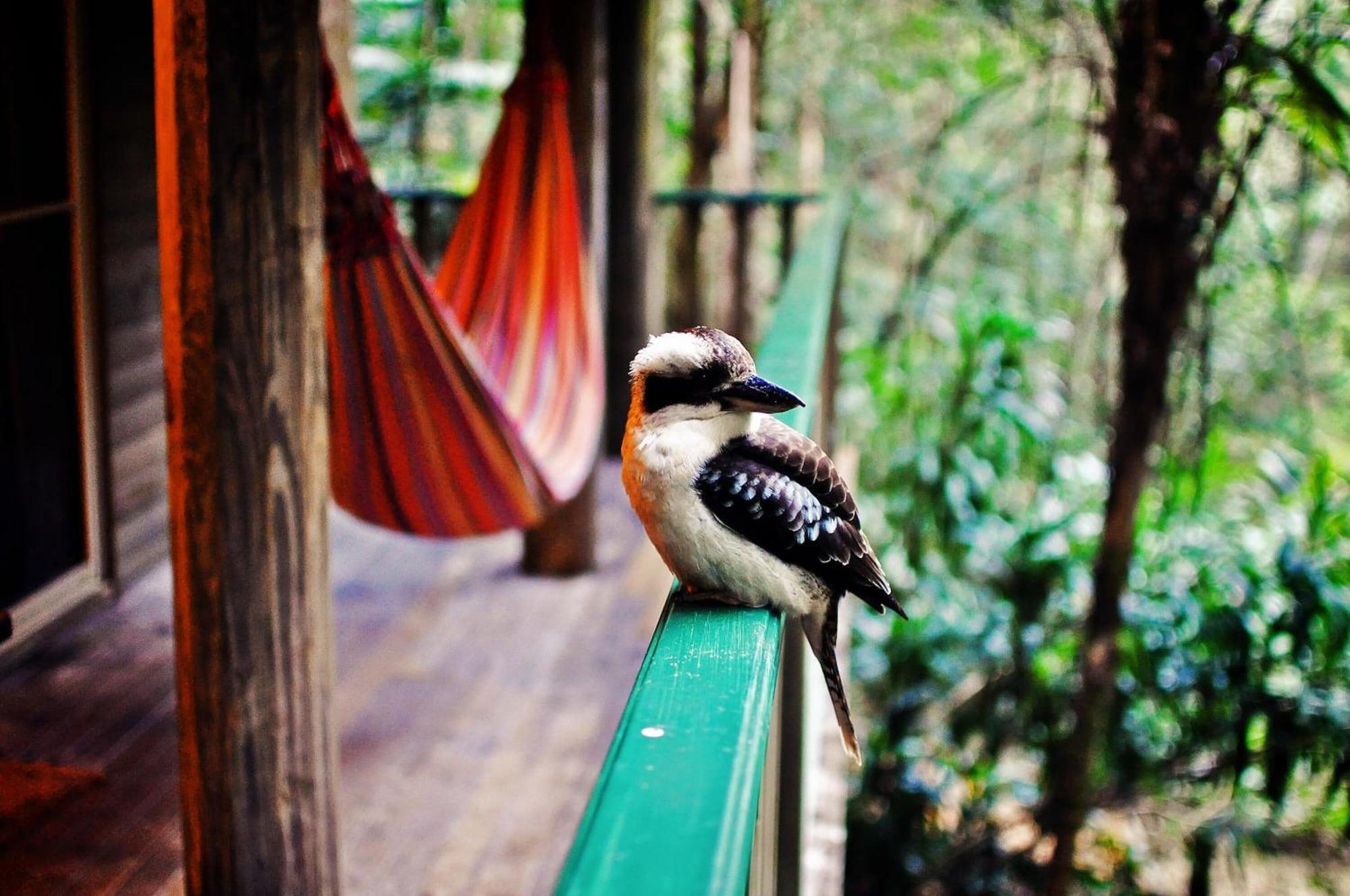 Narrows Escape Rainforest Retreat Montville Exteriér fotografie