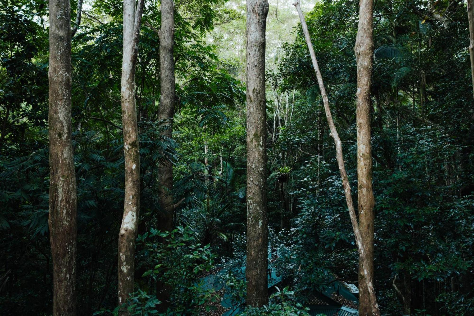 Narrows Escape Rainforest Retreat Montville Exteriér fotografie