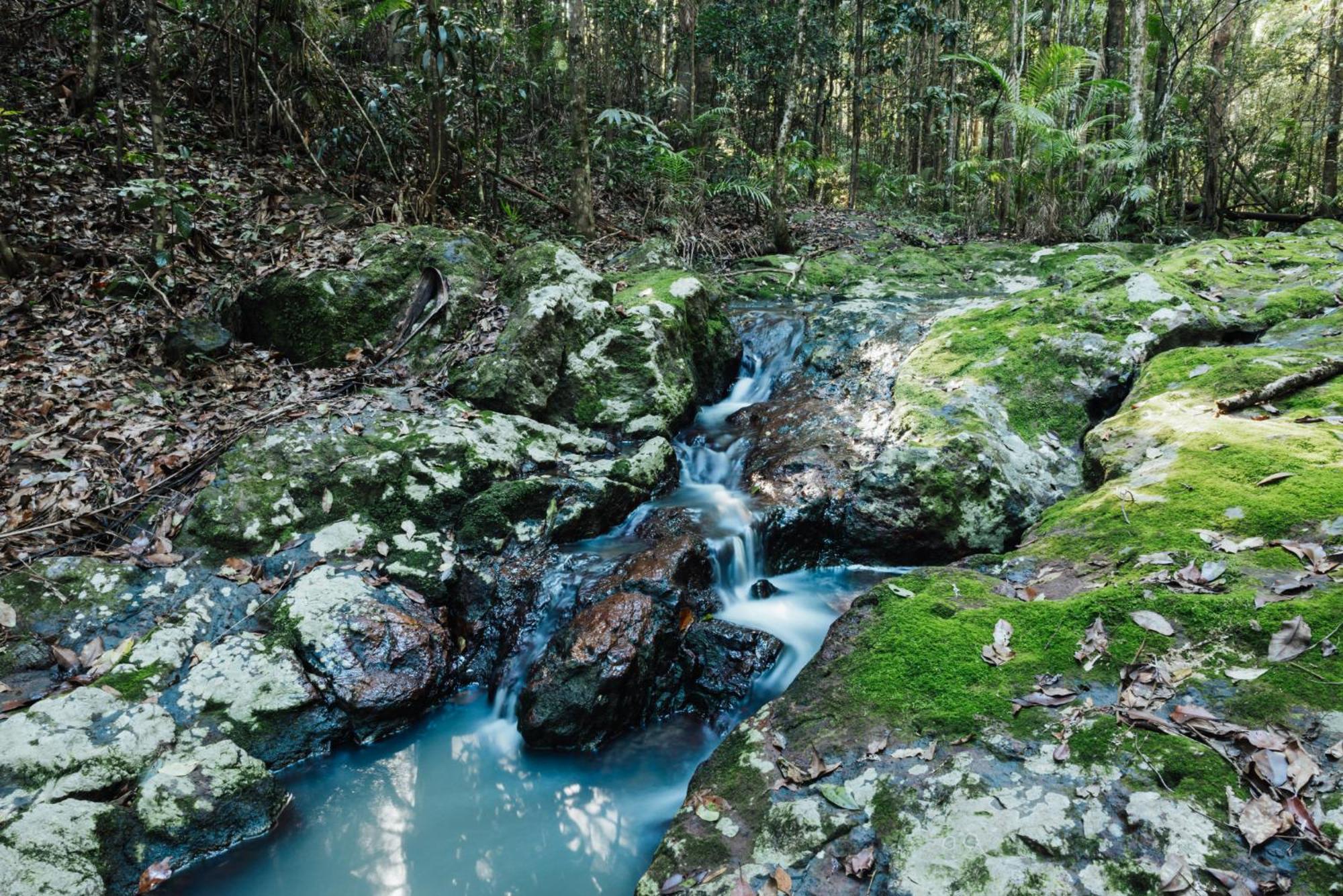 Narrows Escape Rainforest Retreat Montville Exteriér fotografie
