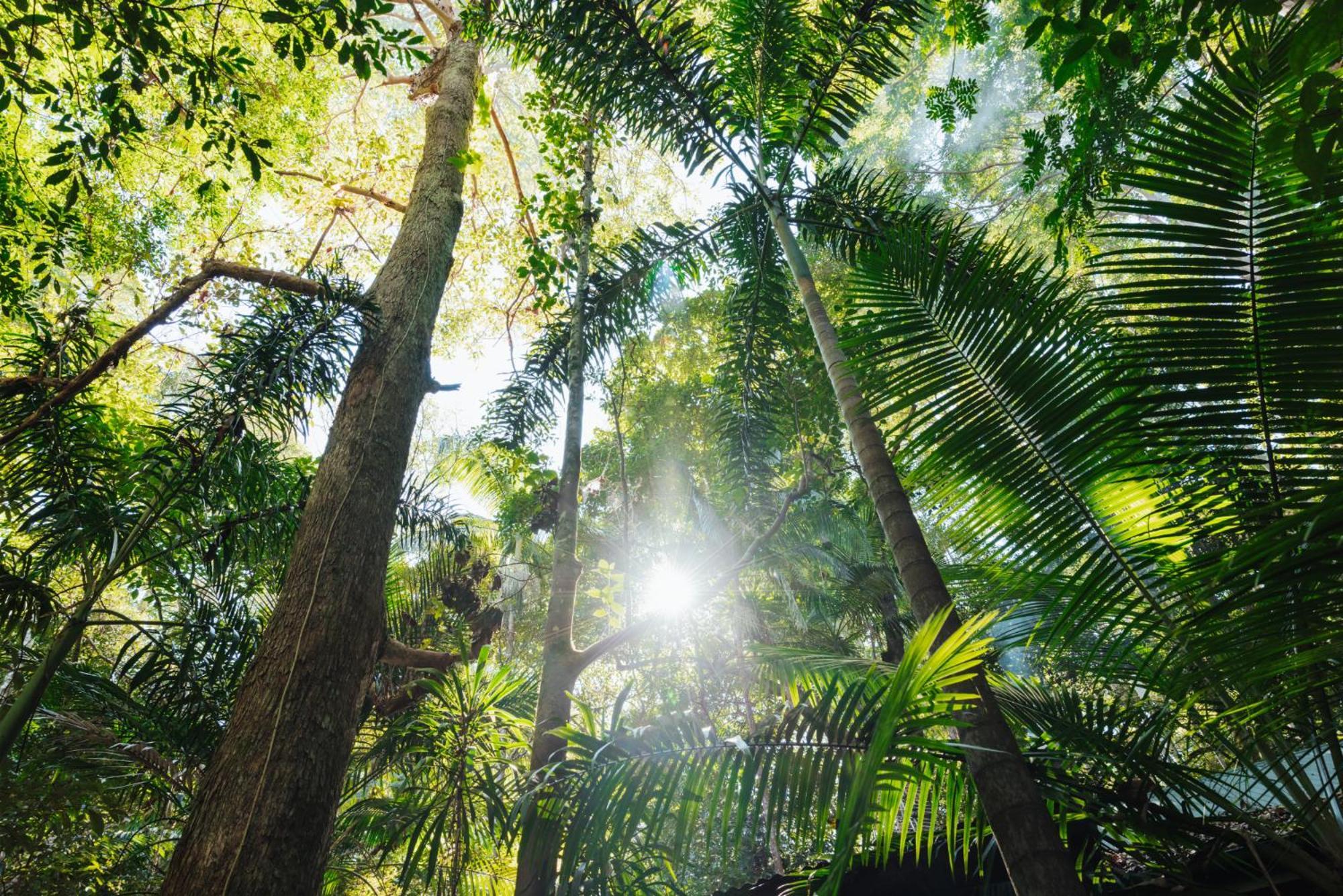Narrows Escape Rainforest Retreat Montville Exteriér fotografie